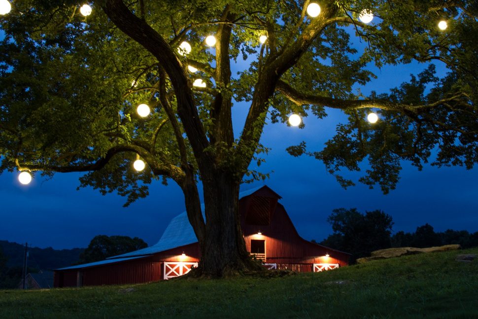 Other Tree Lighting Ideas Charming On Landscape